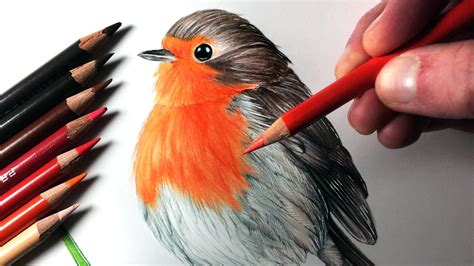 Red Robin Bird Drawing at GetDrawings | Free download