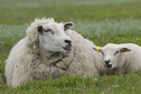 Lamb and ewe stock photo. Image of mother, protection - 2832314