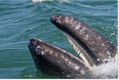 Dead baleen whale found off the coast of Portland, UK -- Earth Changes -- Sott.net