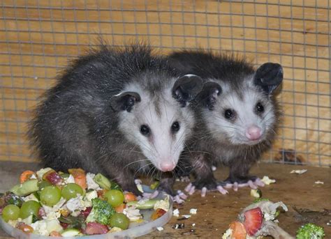 What Do Opossums Eat? (A Bit of Everything!) - Floofmania