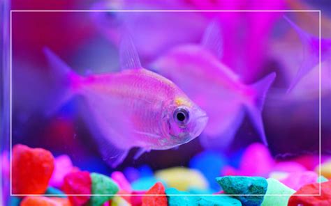 5 Different Types of Glofish