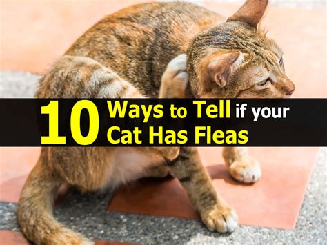 Early Signs Of Fleas On Cats Cat Meme Stock Pictures And Photos | The Best Porn Website