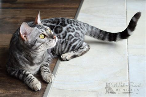 Silver Bengal Cats & Kittens for Sale 🐱 | Wild & Sweet Bengals