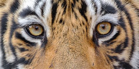 Bengal Tiger Eyes - Close Up Tiger Photography Prints For Sale