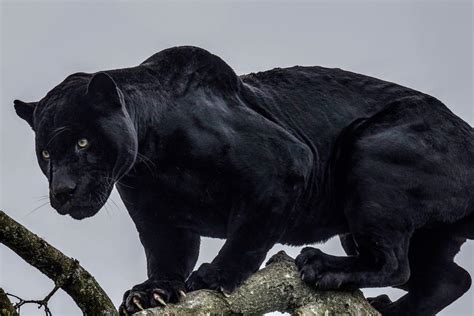 20 Amazing Panther Facts You Probably Never Knew | Facts.net