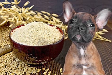 Can Dogs Eat Cheerios? | Benefits, Risks