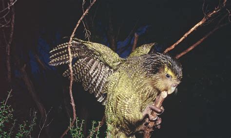 Kakapo - Conservation Report - Conjour Magazine