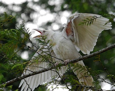 leucistic birds | White raven, Rare animals, Australian animals