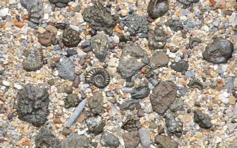 Britain's favourite beach for family friendly fossil hunting. Charmouth Fossils and Fossil ...