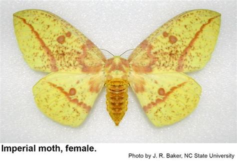 Imperial Moth | NC State Extension Publications