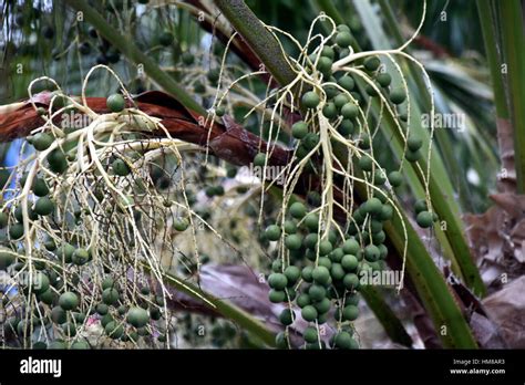 Palm tree seeds hi-res stock photography and images - Alamy