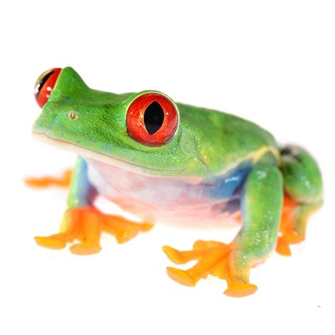 Red Eyed Tree Frog For Sale | Petco