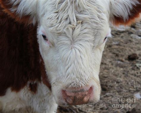 Cow Portrait Photograph by Pamela Walters