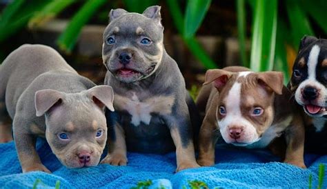 THE EXTREME AMERICAN BULLY - TRI COLOR POCKET BULLY PUPPIES - VENOMLINE