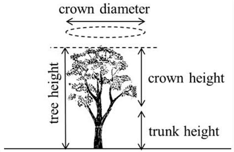 Crown - The Daily Garden