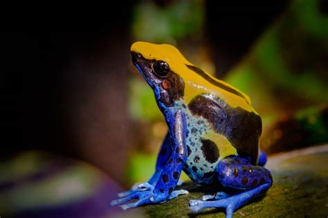 16 Poisonous Frogs That Are Beautiful but Deadly