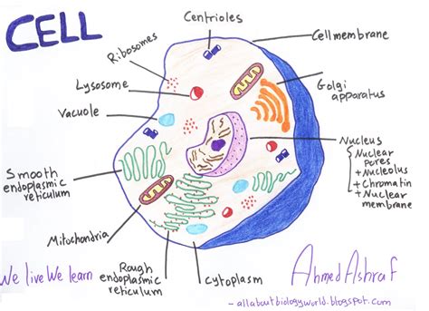 Biology Club: Our cells #1 - ( structure, function, division, disorder & cycle )