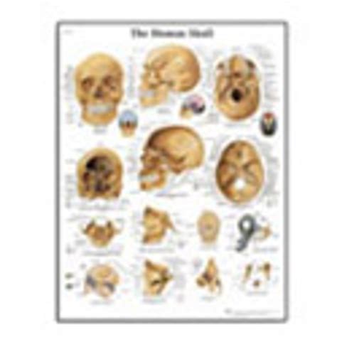 Human Skull Chart Laminated Poster, 19.7" x 26.4" - DDP Medical Supply