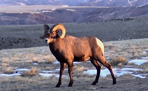 Bighorn Sheep - Native Memory Project