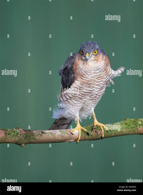 Sparrowhawk hunting small birds Stock Photo - Alamy