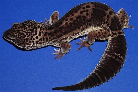 Black Night Leopard Geckos - Geckos Etc