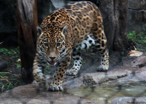 Jaguar hunting