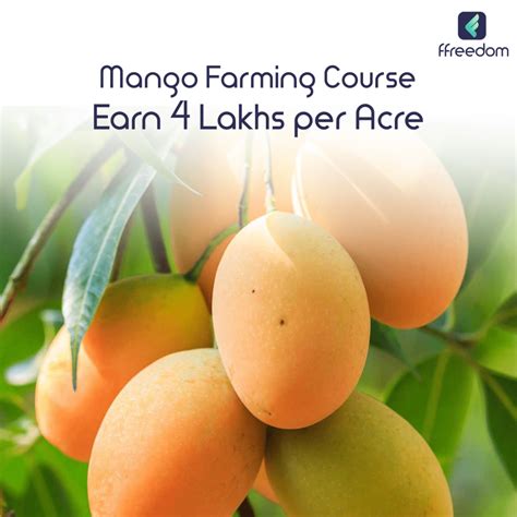 How to grow your mango farming game - A Guide