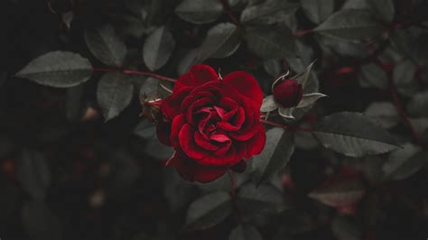 Red And Black Aesthetic Roses Wallpapers - Wallpaper Cave