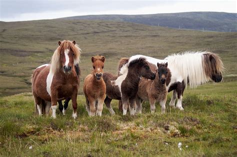 Pony Breeders of Shetland Association | Home