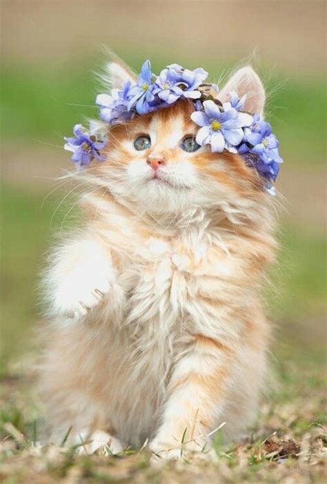 Cute Kittens In Flowers | [+] CUTE KITTENS