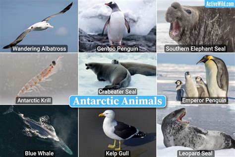 Top 113 + Marine animals in antarctica - Electric-kingdom.net