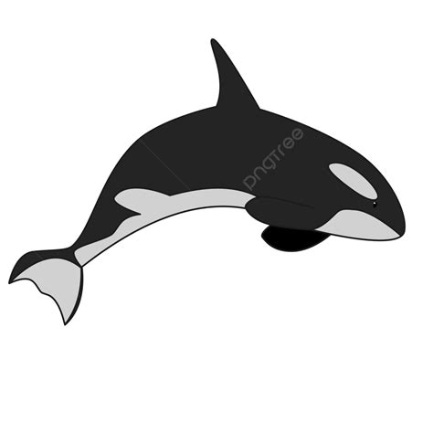 Orca Vector Png Images Cute Orca Vector Illustration Orca Orca | The Best Porn Website