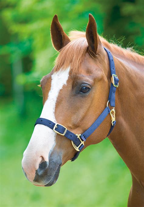 Shires Headcollar - Saddles and Style