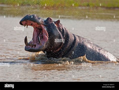 hippo attack Stock Photo - Alamy