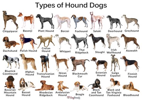 The Best Types of Hound Breeds With Pictures | 101DogBreeds.com