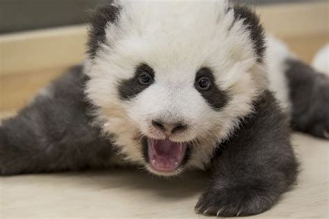 Berlin zoo says panda twins doing well | Isle of Wight County Press