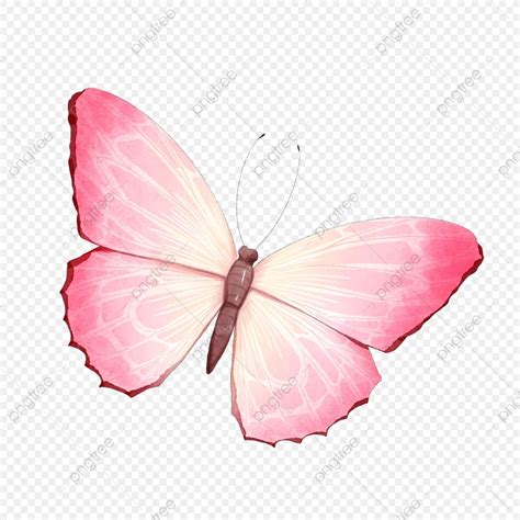 Pink Watercolor Butterfly PNG Transparent, Butterfly Watercolor Blooming Pink Butterfly ...