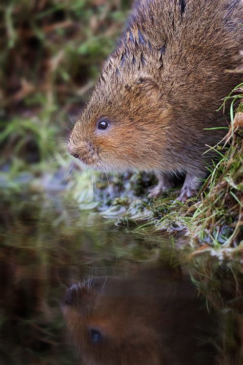 Peak District Wildlife Selection (Pack of 5) - Francis J Taylor Photography