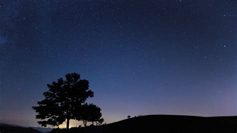 wallpaper tree, silhouette, night, starry sky HD : Widescreen : High Definition : Fullscreen