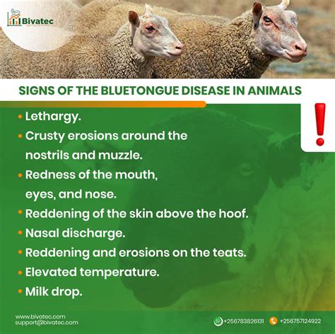 Understanding Bluetongue and Leptospirosis Disease in Sheep and Goats