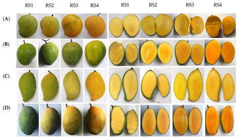 Types Of Mango