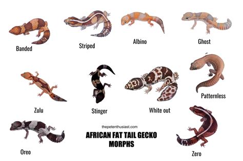 African Fat Tailed Gecko Morphs - Find Out What Your Gecko Morph Is