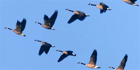 7 Birds That Fly in V Formation - Sonoma Birding