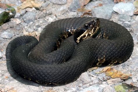 13++ Cottonmouth water moccasin information