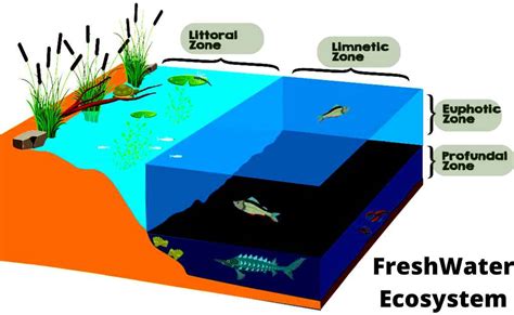 Freshwater Ecosystem Diagram