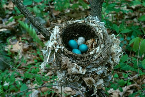 Wood Thrush Eggs