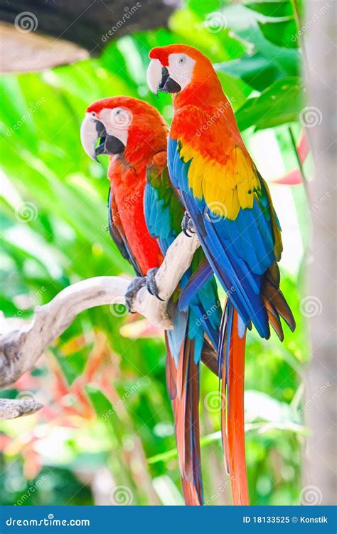 Beautiful Colorful Parrot Royalty Free Stock Photo - Image: 18133525