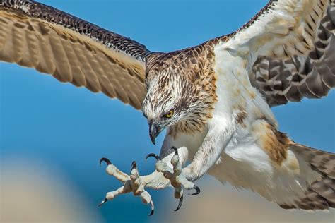 Easten Osprey Talons Extended by Andrew Tingle Photography | Birds of ...