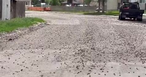 Swarm of Mormon Crickets Descends on Elko, Nevada - Videos - Metatube