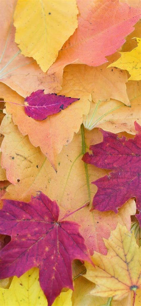 Maple leaves Wallpaper 4K, Fall Foliage, Autumn, Seasons